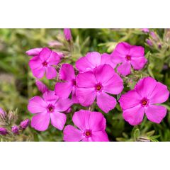 Floks szydlasty 'Drummond Pink '